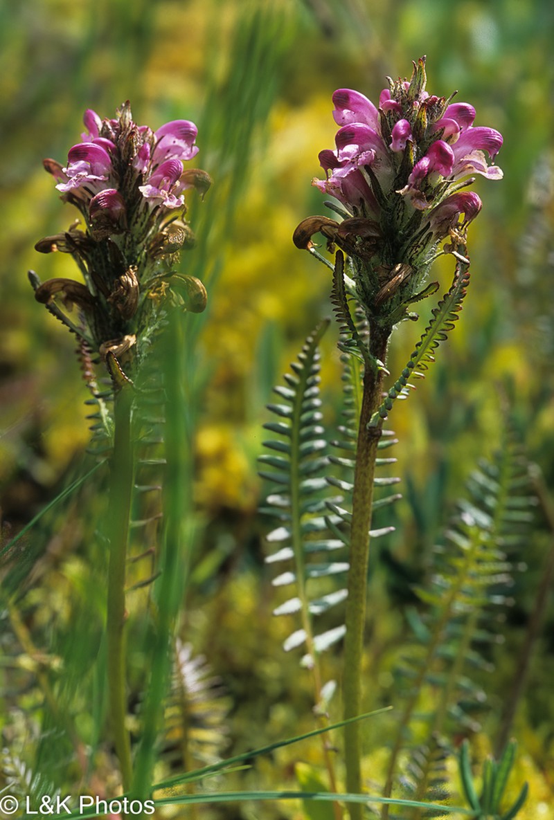 Sudetic Lousewort photo 2