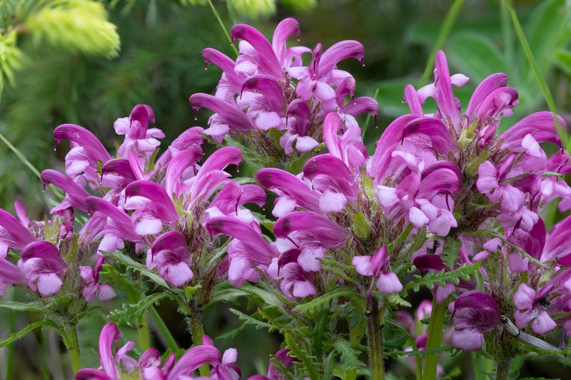 Sudetic Lousewort photo 3