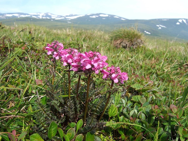 Sudetic Lousewort photo 4