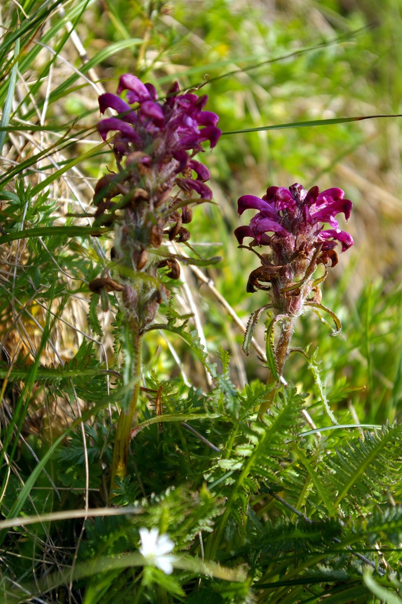 Sudetic Lousewort photo 5