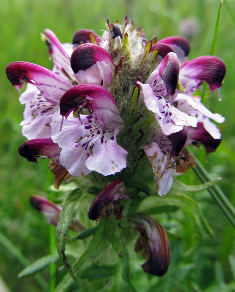 Sudetic Lousewort photo 6