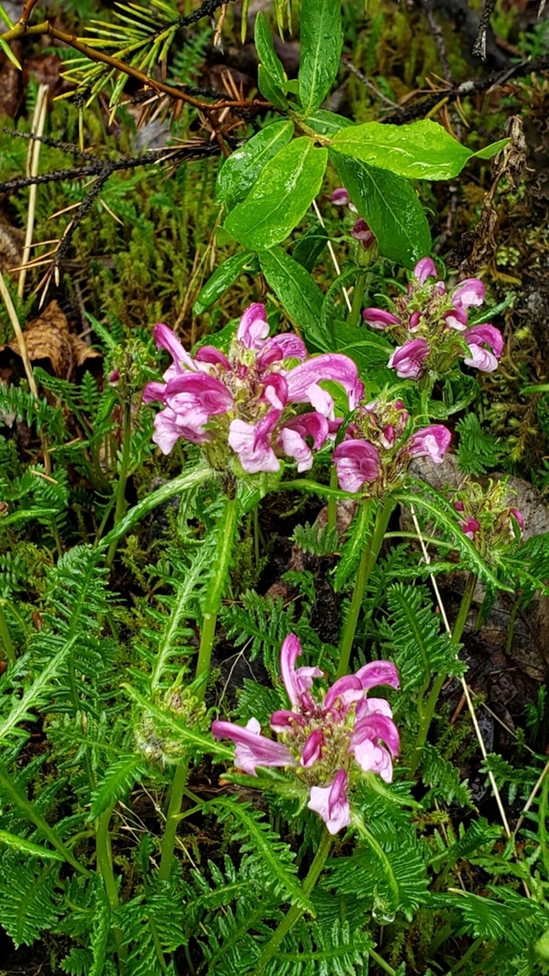 Sudetic Lousewort photo 7