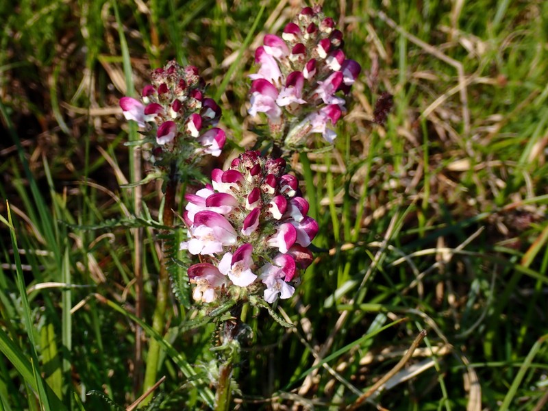 Pedicularis sudetica subsp. albolabiata