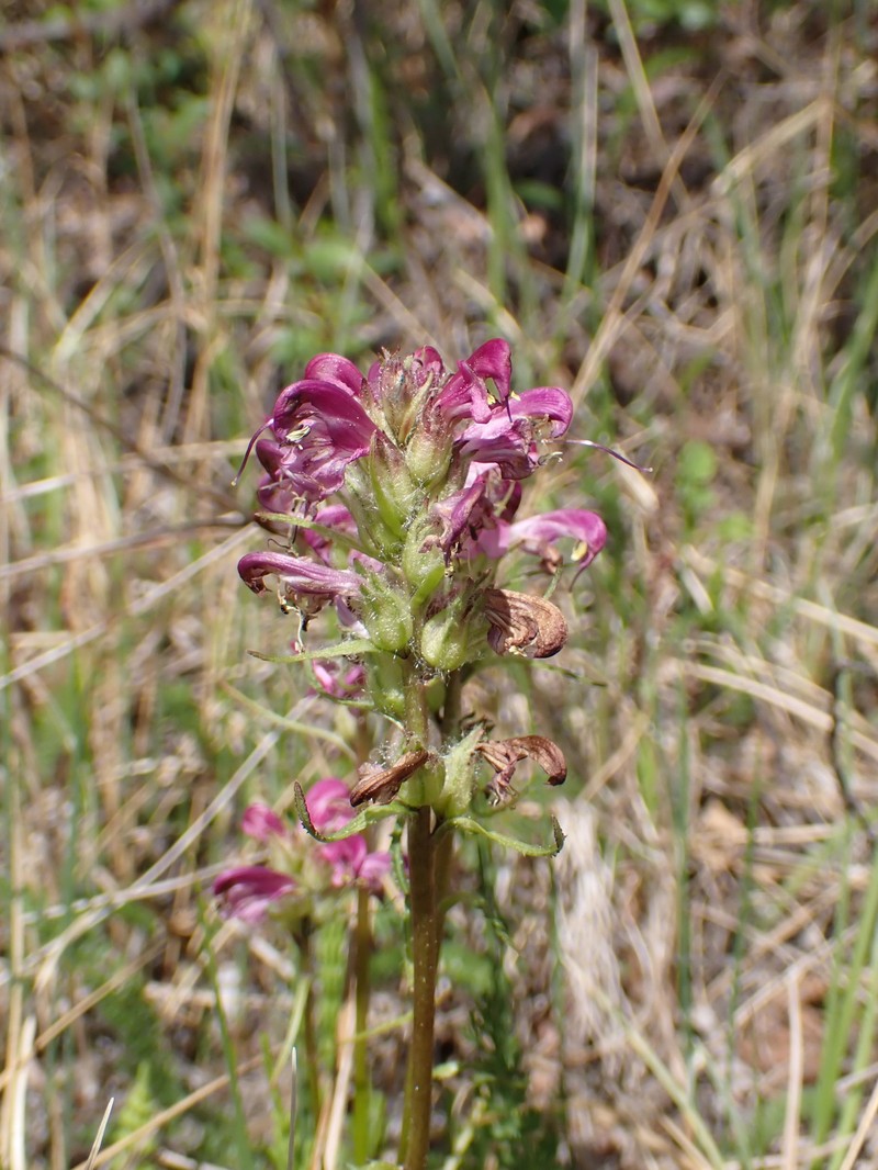 Pedicularis sudetica subsp. albolabiata photo 2