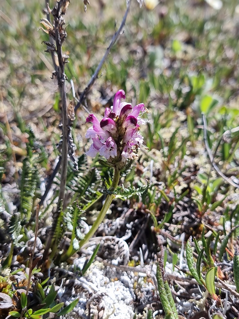 Pedicularis sudetica subsp. albolabiata photo 3