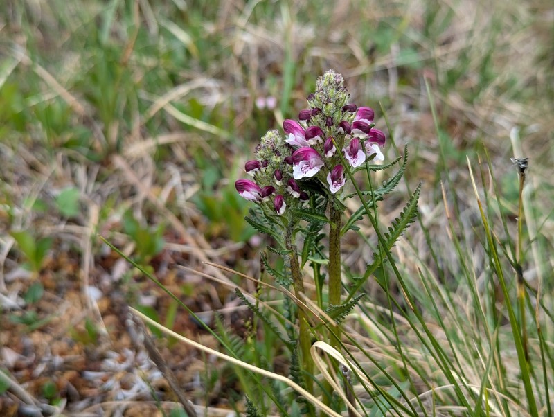 Pedicularis sudetica subsp. albolabiata photo 4