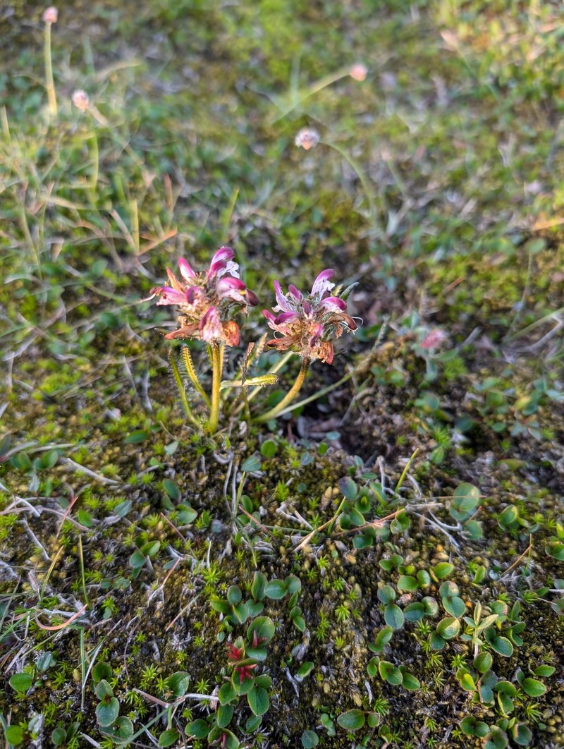 Pedicularis sudetica subsp. albolabiata photo 5