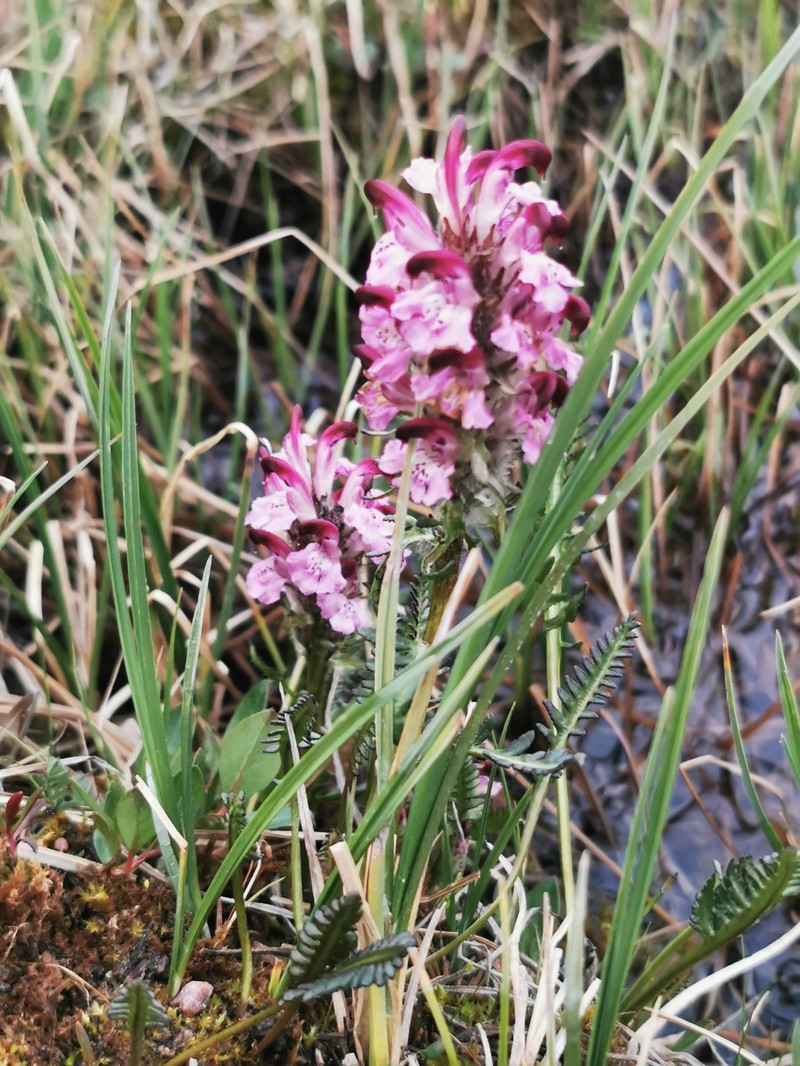 Pedicularis sudetica subsp. albolabiata photo 6