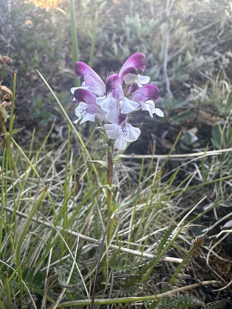 Pedicularis sudetica subsp. albolabiata photo 7