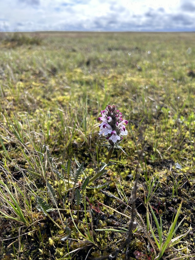 Pedicularis sudetica subsp. albolabiata photo 8