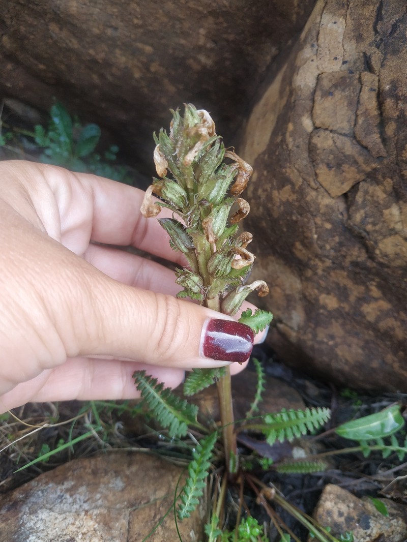 Pedicularis sudetica subsp. arctoeuropaea