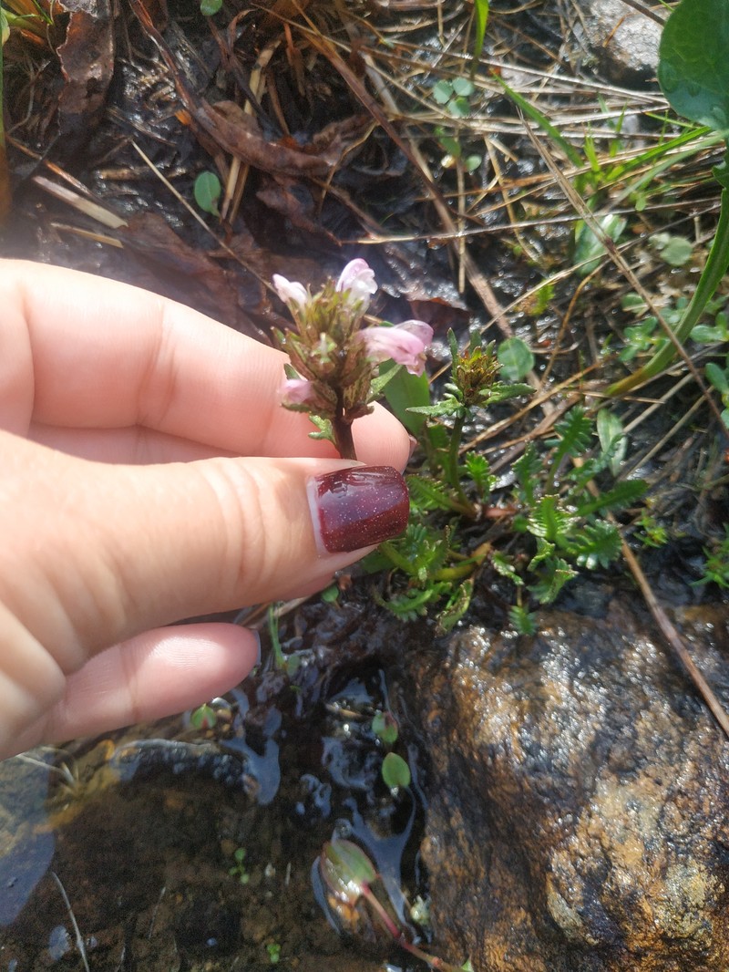 Pedicularis sudetica subsp. arctoeuropaea photo 4