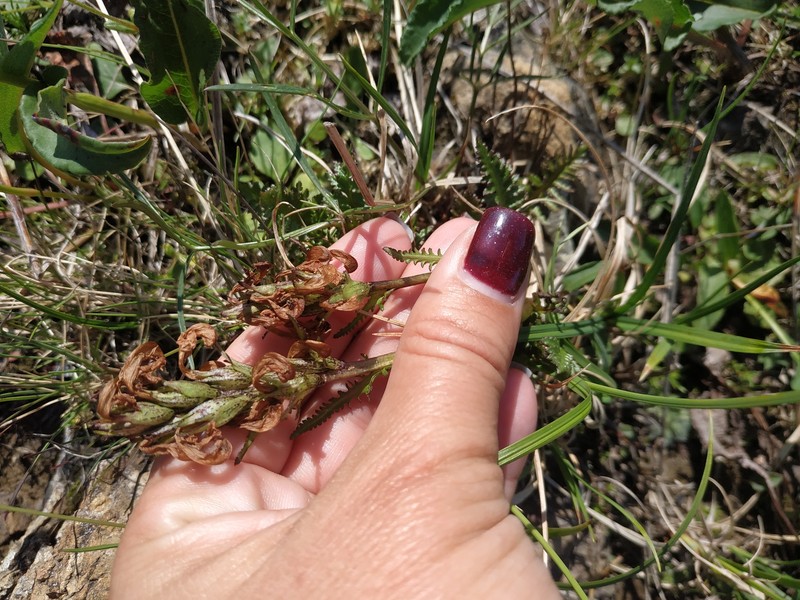 Pedicularis sudetica subsp. arctoeuropaea photo 6