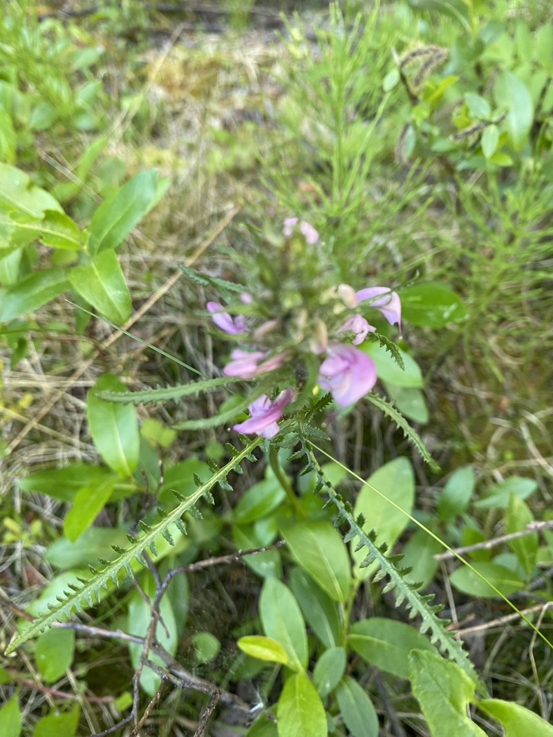 Pedicularis sudetica subsp. interior