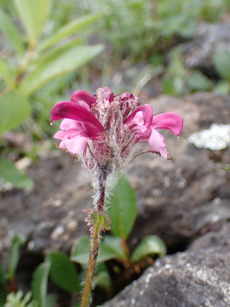 Pedicularis sudetica subsp. interior photo 2