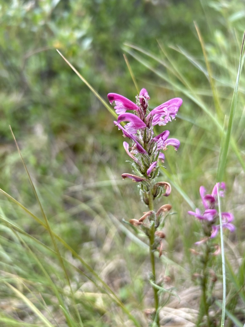 Pedicularis sudetica subsp. interior photo 3