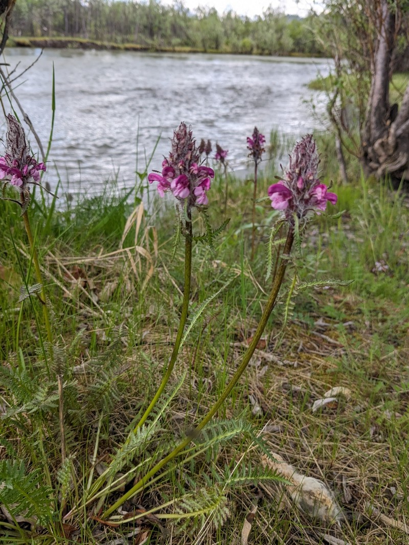 Pedicularis sudetica subsp. interior photo 4
