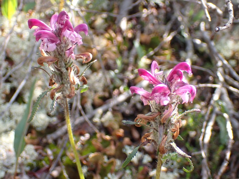 Pedicularis sudetica subsp. interior photo 5