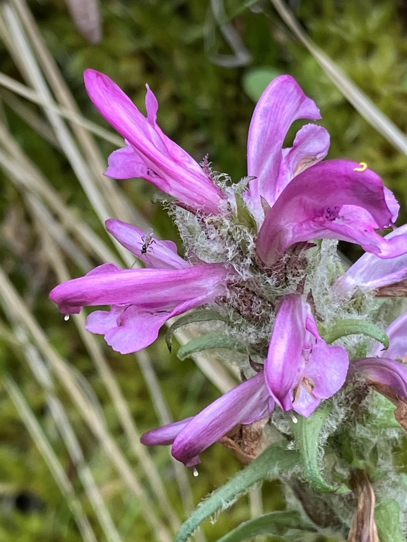 Pedicularis sudetica subsp. interior photo 6