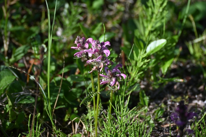 Pedicularis sudetica subsp. interior photo 7