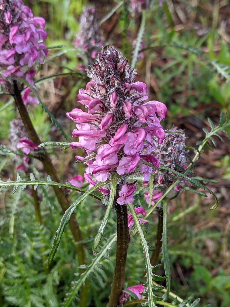 Pedicularis sudetica subsp. interior photo 8