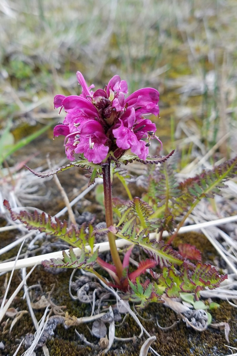 Pedicularis sudetica subsp. pacifica