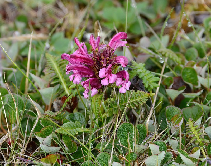 Pedicularis sudetica subsp. pacifica photo 2