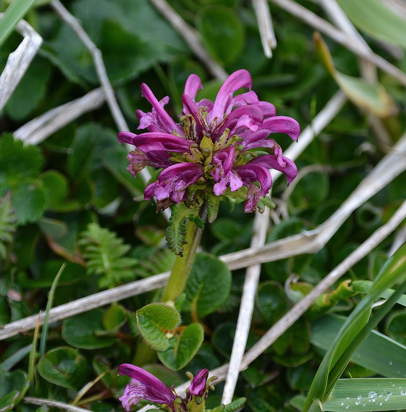 Pedicularis sudetica subsp. pacifica photo 3