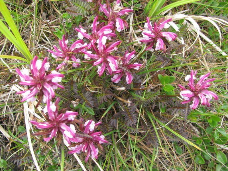 Pedicularis sudetica subsp. pacifica photo 4