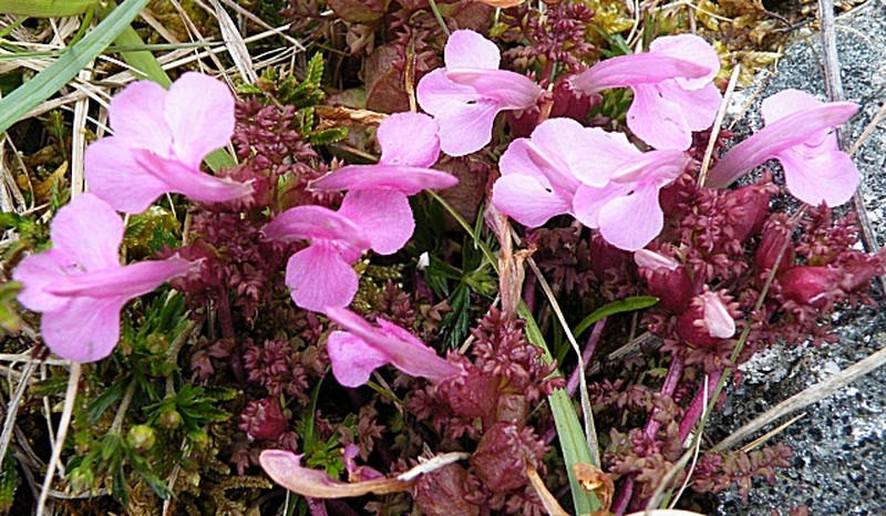Lousewort photo 5