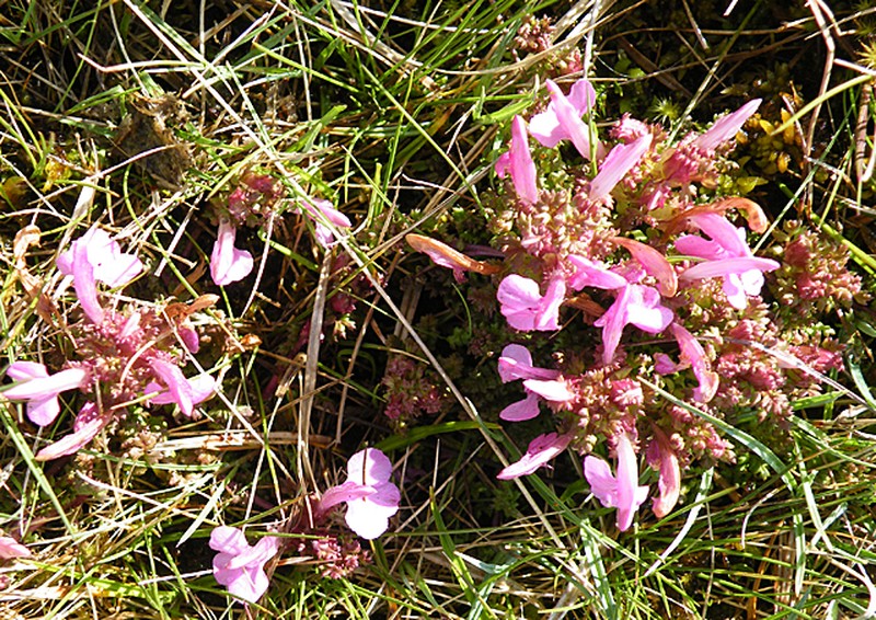 Lousewort photo 2