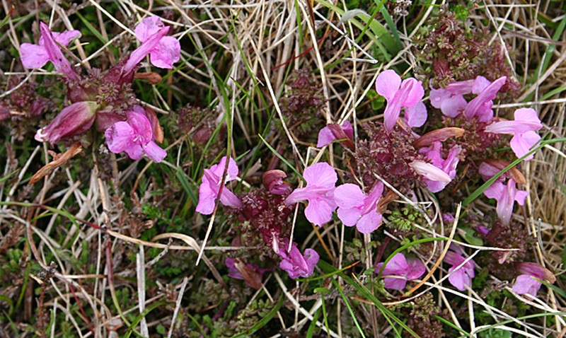Lousewort photo 3