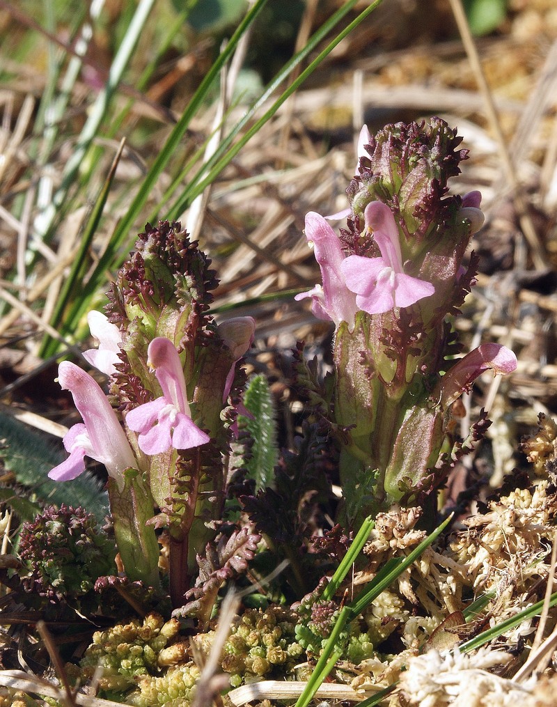 Lousewort photo 4