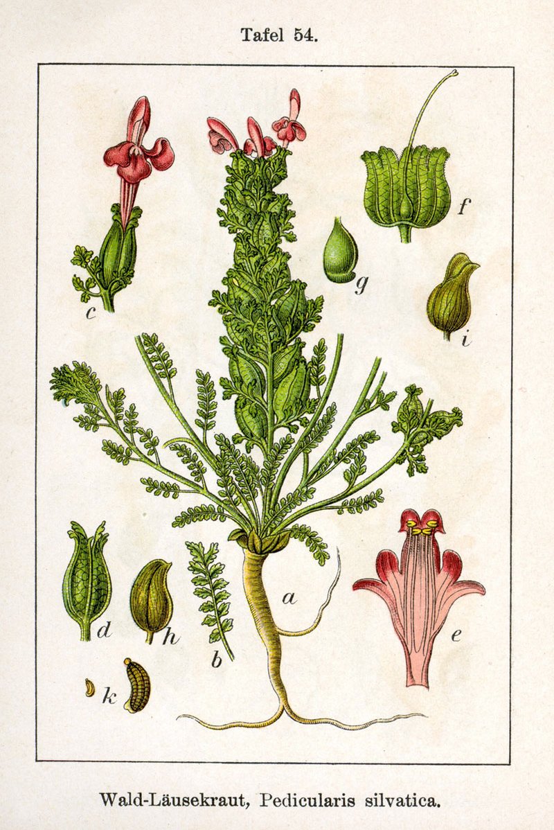 Lousewort photo 6