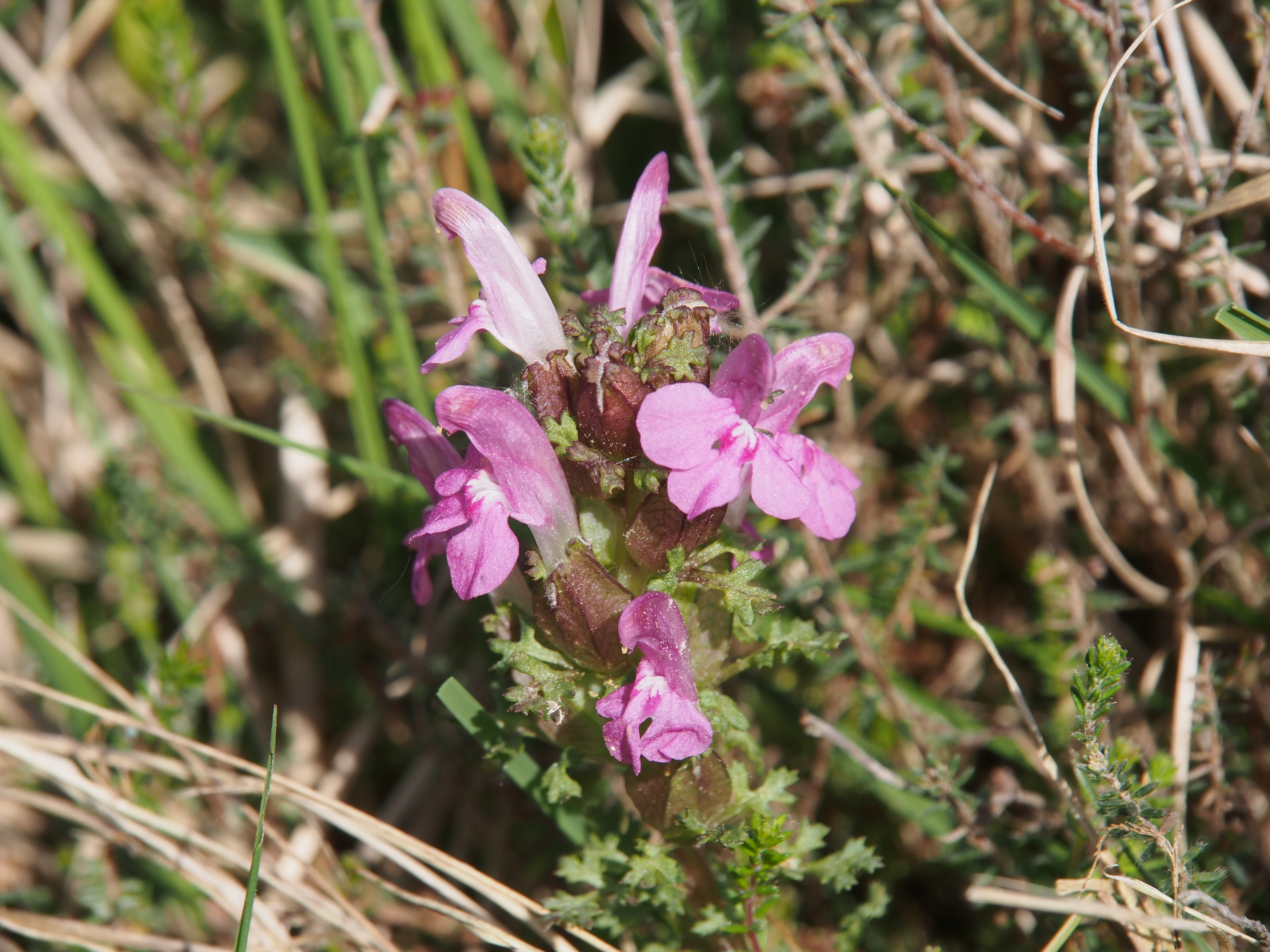 Lousewort