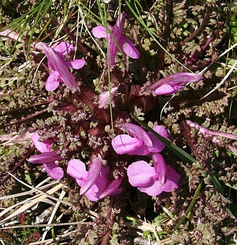 Lousewort photo 7