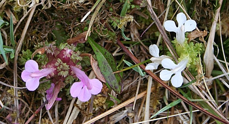 Lousewort photo 8