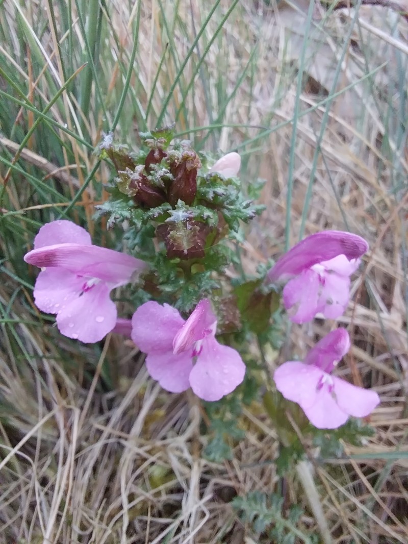Pedicularis sylvatica subsp. sylvatica