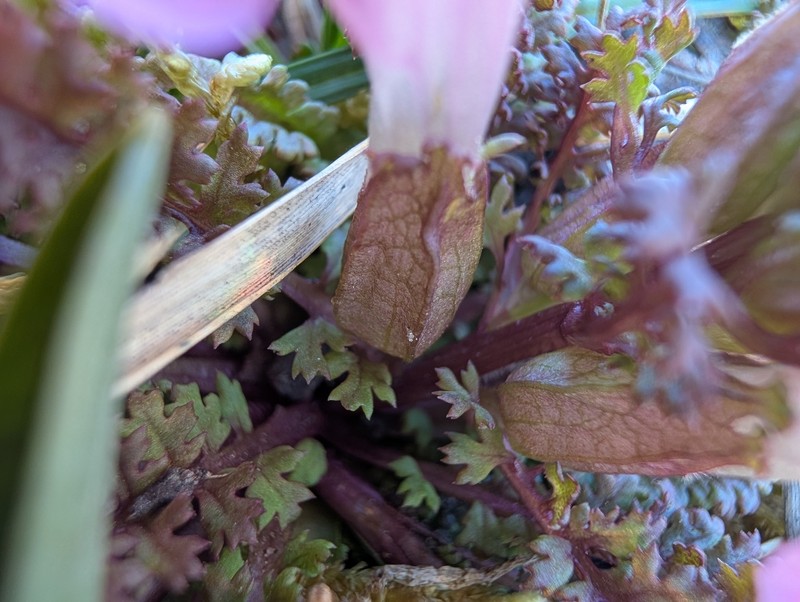 Pedicularis sylvatica subsp. sylvatica photo 2