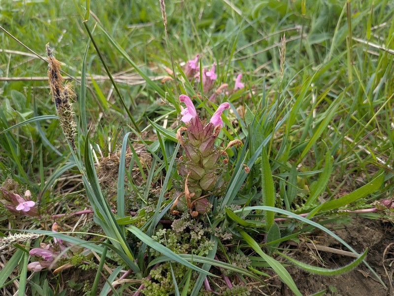 Pedicularis sylvatica subsp. sylvatica photo 3