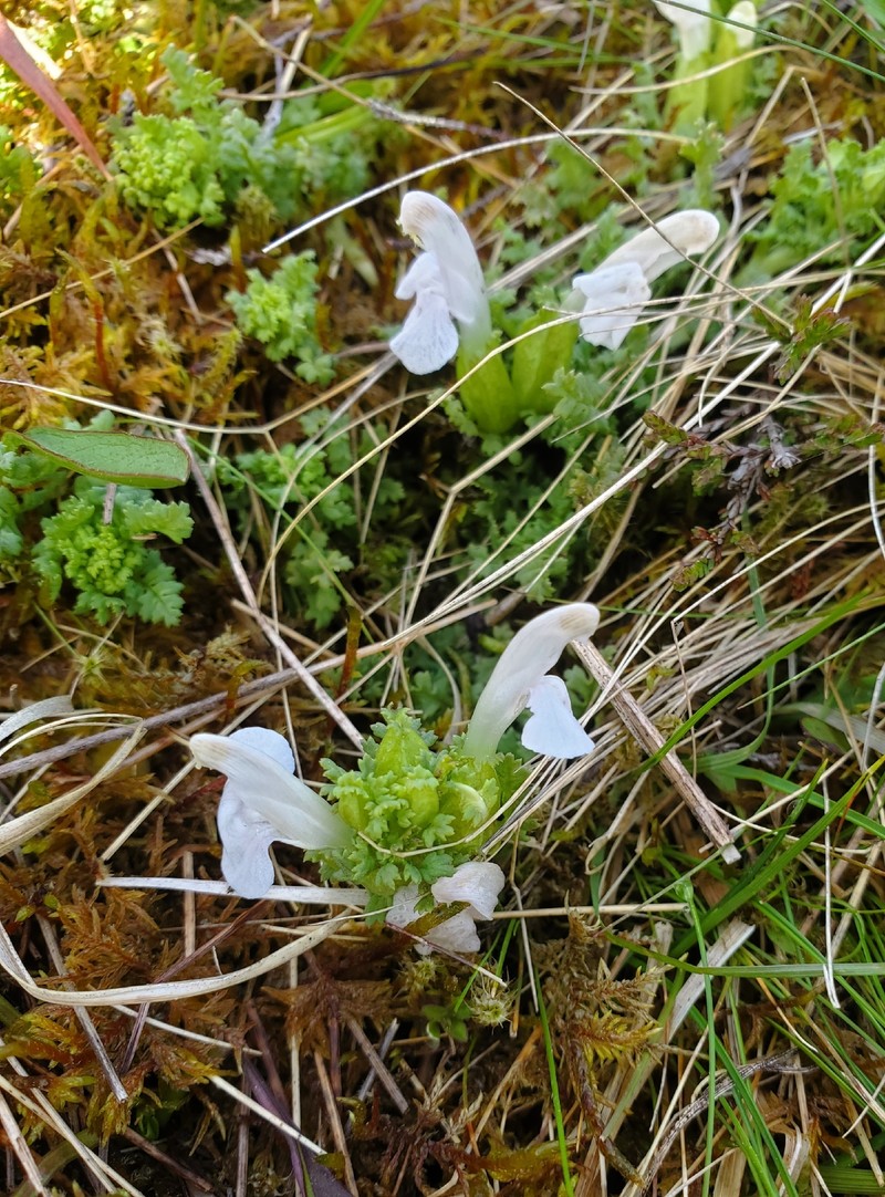 Pedicularis sylvatica subsp. sylvatica photo 4