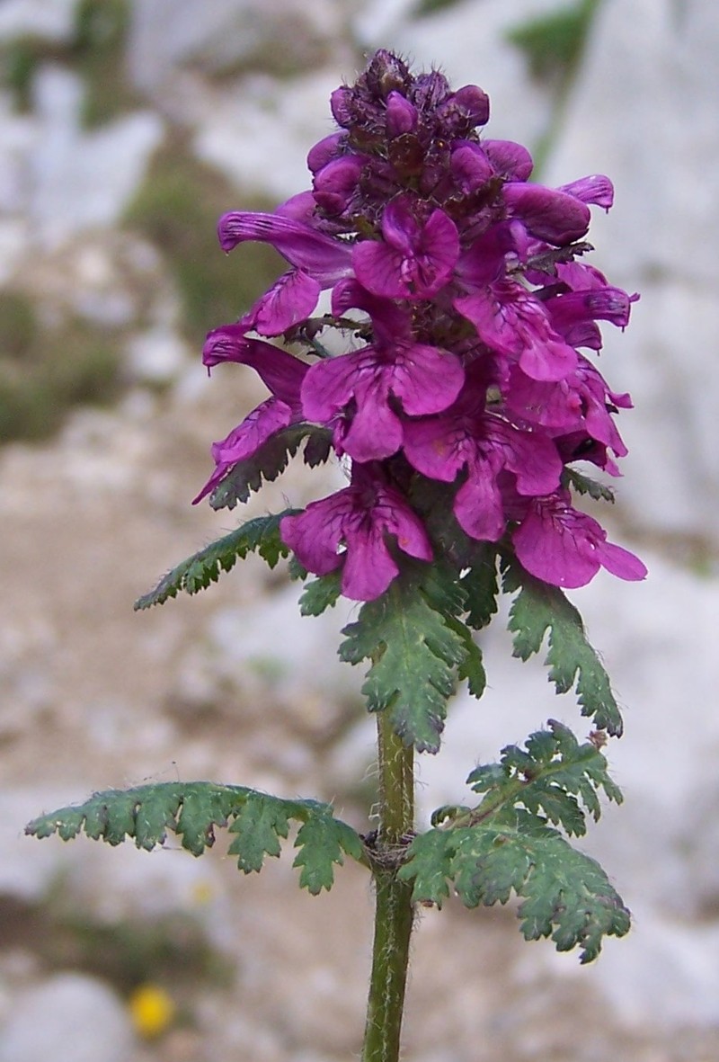 Whorled Lousewort photo 2