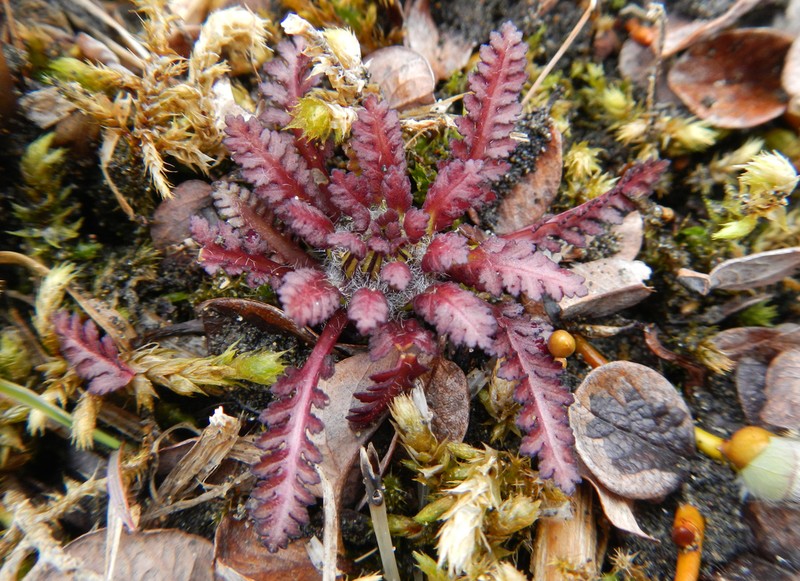 Whorled Lousewort photo 3