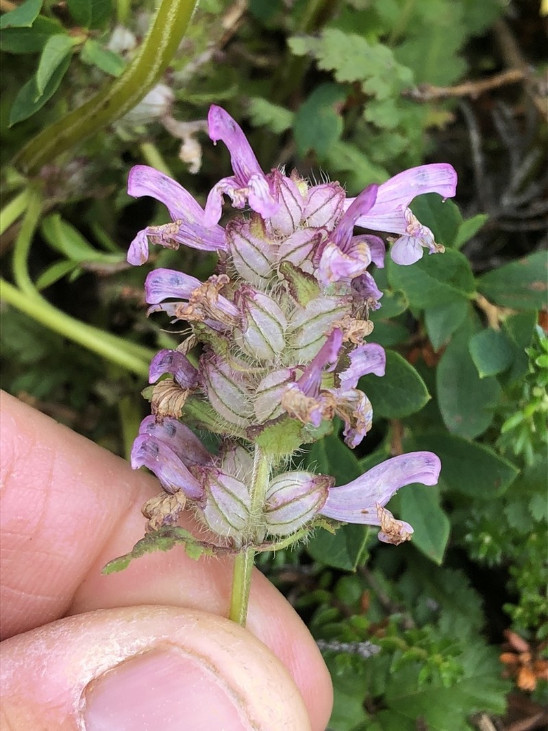 Whorled Lousewort photo 4