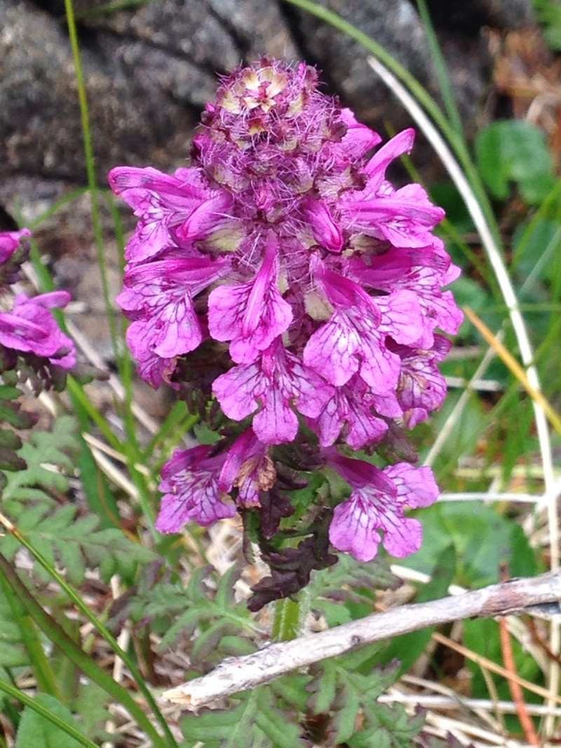 Whorled Lousewort photo 5