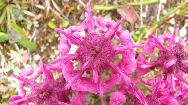 Whorled Lousewort photo 6