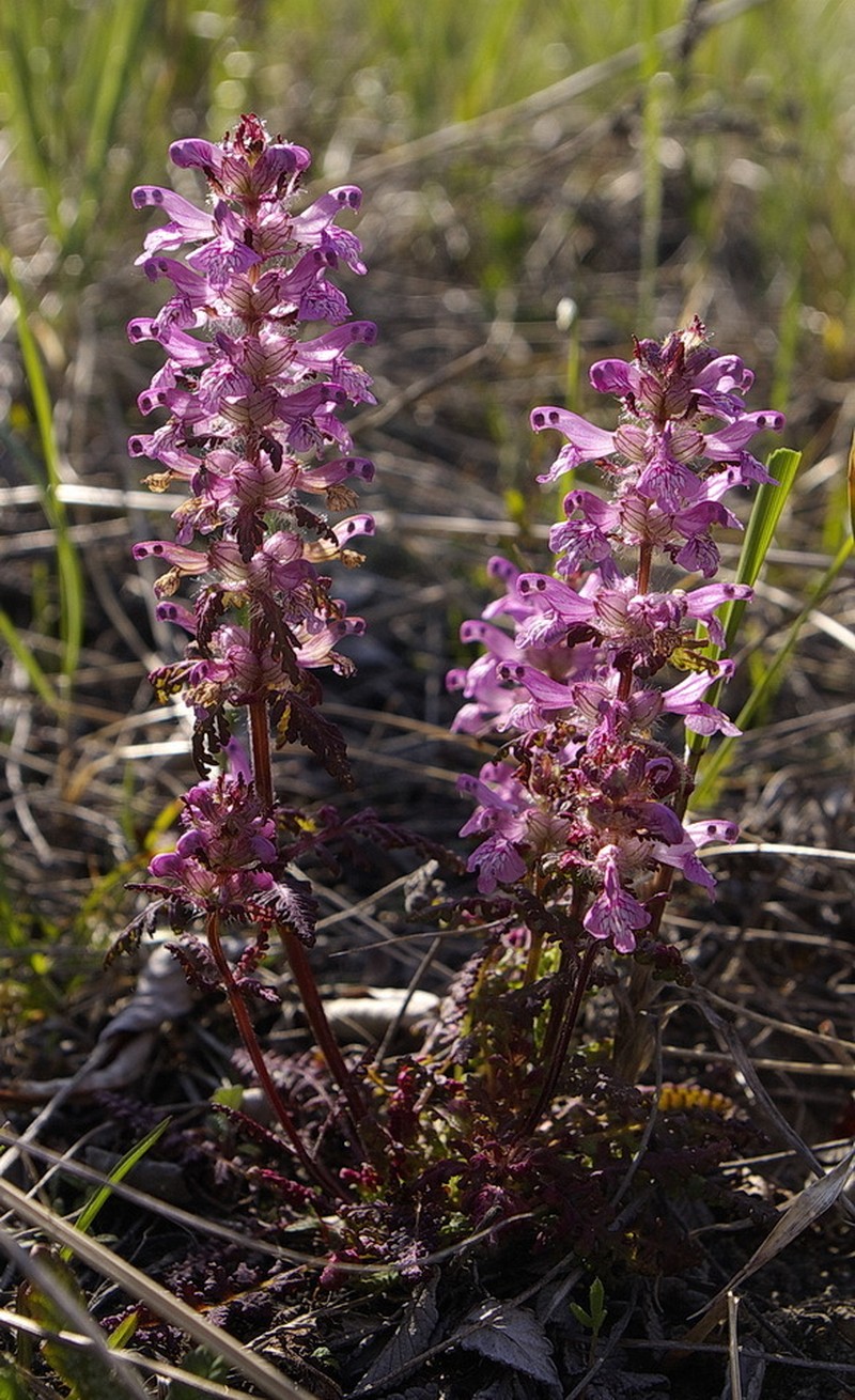 Whorled Lousewort photo 7