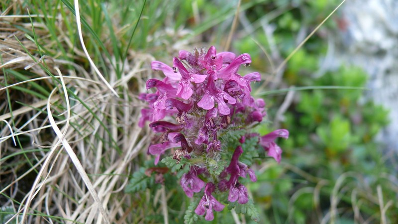Whorled Lousewort photo 8