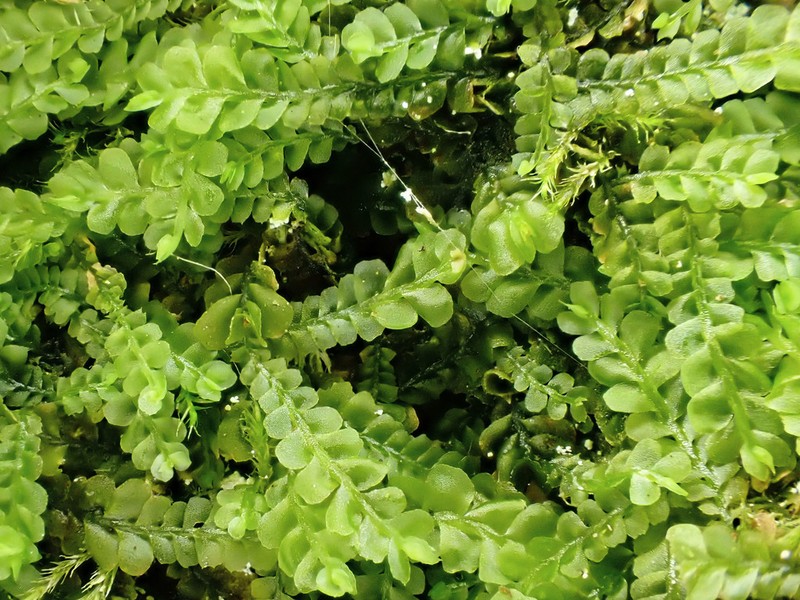 Pedinophyllum interruptum photo 2