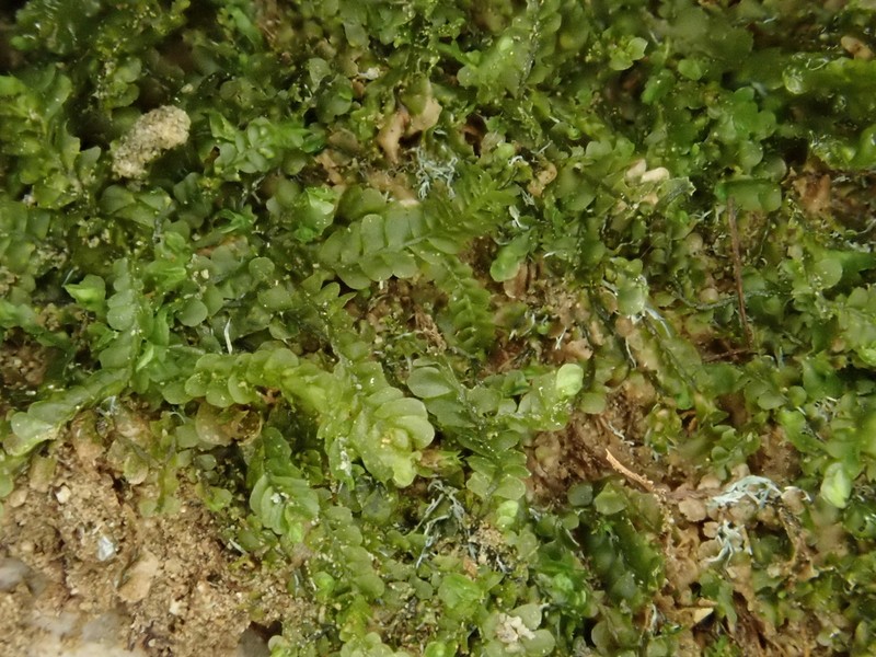 Pedinophyllum interruptum photo 3